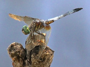 Blue Dasher - Pachydiplax longipennis